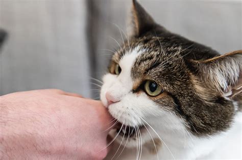 Reasons Why Cats Bite and How to Stop It