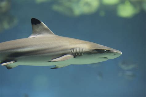 Toledo Zoo Aquarium. | Animals, Reef shark, Fish pet