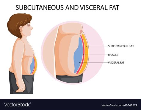 Subcutaneous and visceral fat diagram Royalty Free Vector