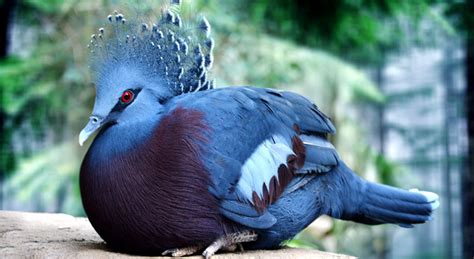 Victoria Crowned Pigeon - Birds Biological Facts