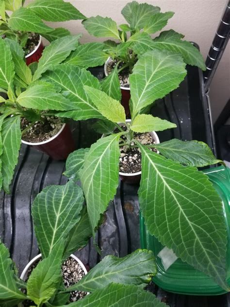 Salvia Divinorum Live Plant (Free Shipping!) – RareShrub.com