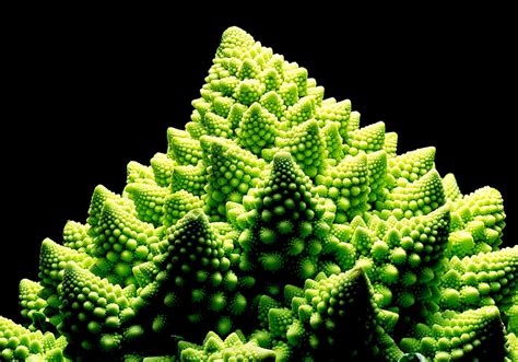 fractal romanesco broccoli | a fractal romanesco | optionalg | alexséra ...