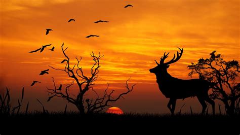 Deer HD Desktop Wallpapers - Wallpaper Cave