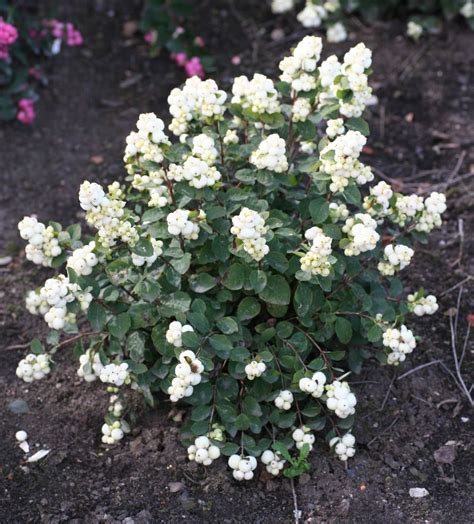 Galaxy Snowberry - Plant Library - Pahl's Market - Apple Valley, MN