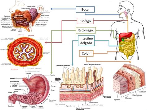 Fisiología Humana