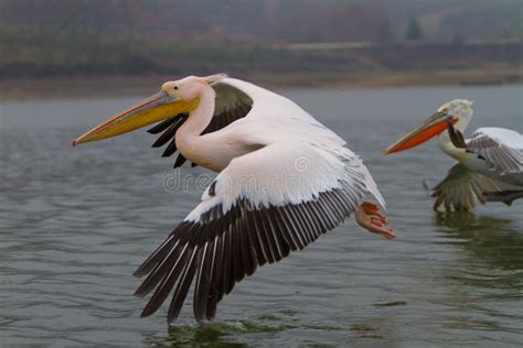 Flying Dalmatian Pelican, Kerkini Lake, Greece Stock Photo - Image of wild, lake: 65663948