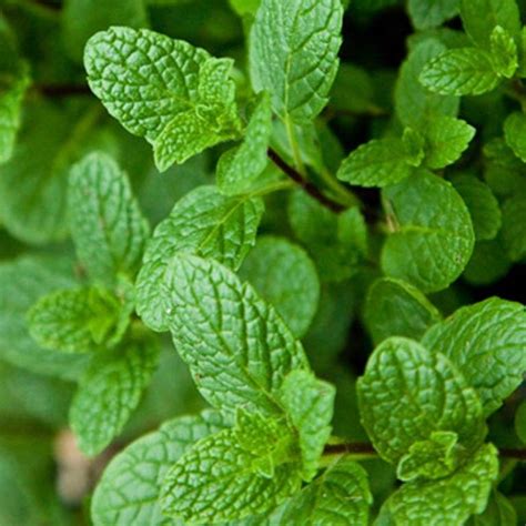 Interesting Facts about Mentha (Pudina) Plant You Must know