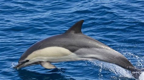 Common dolphin pod spotted off Cornish coast - BBC News