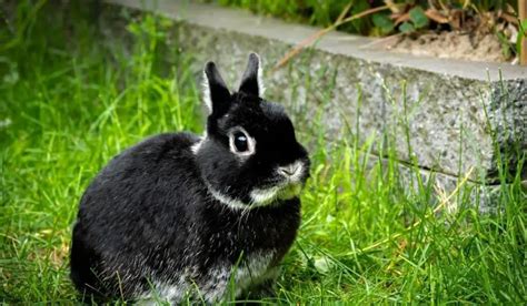 Black Rabbit Breeds | 11 Black Pet Rabbit Breeds | Hutch and Cage