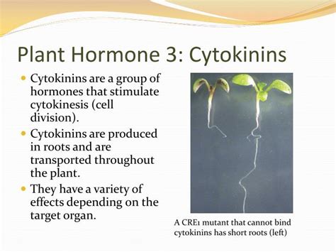 PPT - Plant Hormones and Plant Reproduction PowerPoint Presentation ...