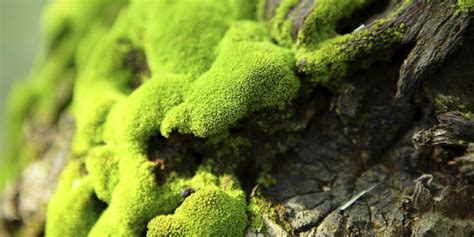 Mosses and lichens are both simple organisms we’ve all seen growing on ...