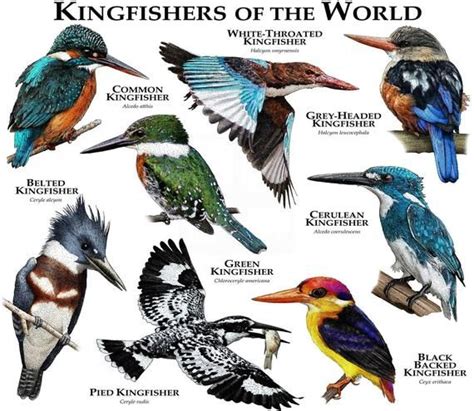 What are the Different Types of Kingfisher Birds? - Bird Baron