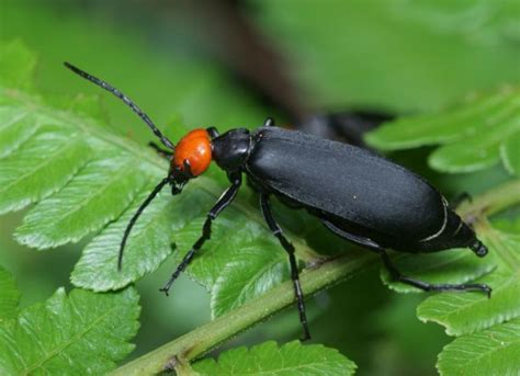 Blister Beetle Poisoning - Horses | Poisonous Beetles | PetMD