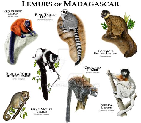 Lemurs of Madagascar by rogerdhall on DeviantArt