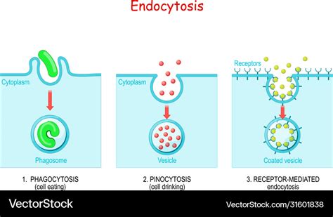 Endocytosis phagocytosis pinocytosis Royalty Free Vector