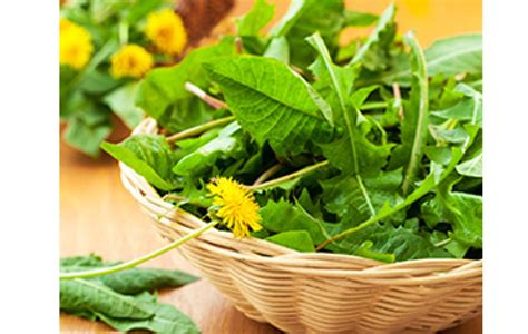 Recipe: Traditional Dandelion Salad - Vitality Magazine