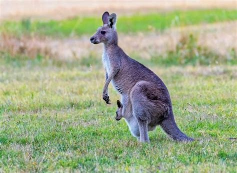 The Debunker: Where Does the Word "Kangaroo" Come From? - Woot