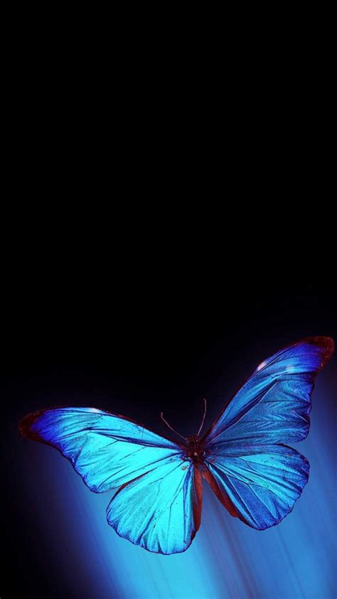 iPhone Wallpaper HD Blue Butterfly – Cute Wallpapers 2024