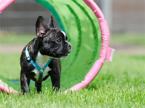 Practical Tips on French Bulldog Training| UK Pets