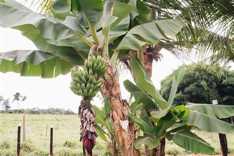 How to Grow Bananas from Seed