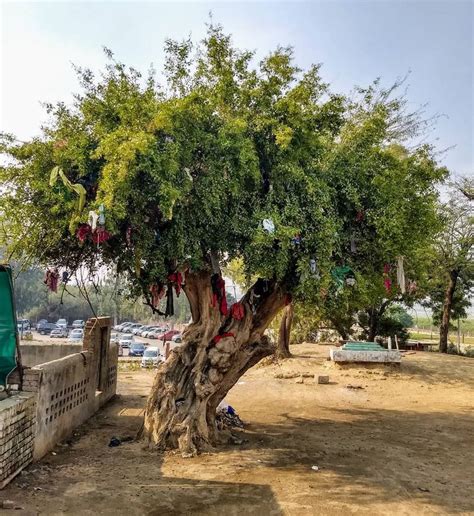 Instagram: “A Peelu tree (Salvadora persica), also known as Meswak or ...