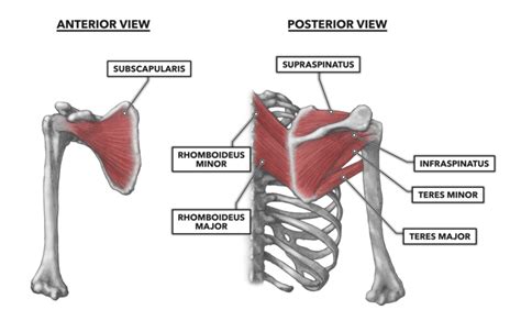 CrossFit | Shoulder Muscles, Part 3: The Rotator Cuff