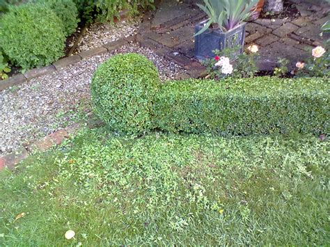 Rachel the Gardener: How to cut a Box ball