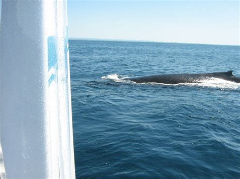 Whale watching off Port Macquarie, NSW | Whale watching, Port macquarie, Whale