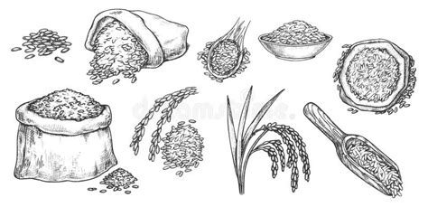 Sketch Wheat Grain, Rye and Barley Flour in Sack Stock Vector ...