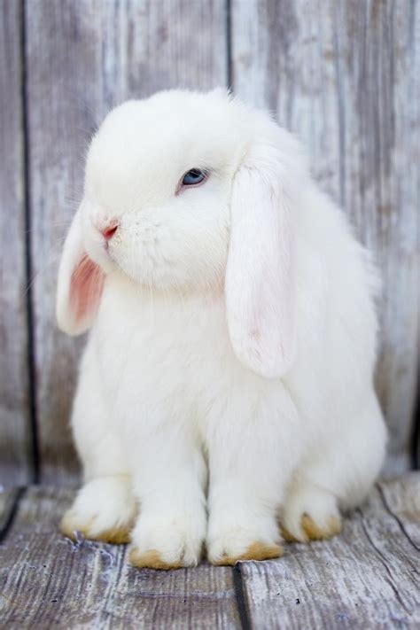 Holland Lop Rabbits For Sale | Los Angeles, CA #208560