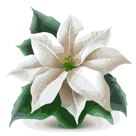 White Poinsettia Vector, Sticker Clipart An Illustration Of A White ...