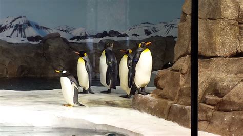 Some of the penguins from the new penguin exhibit at the Kansas City Zoo. Kansas City Zoo, Zoos ...