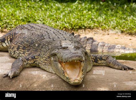 Siamese crocodile crocodile Crocodylus siamensis Asia South-East Asia Thailand Kao Yai national ...