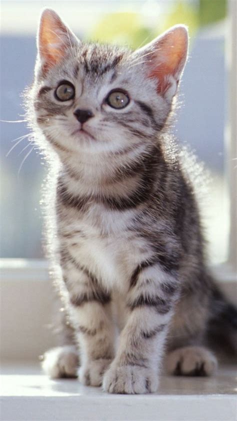 Tabby Kitten | CUTE CATS 1 | Pinterest | Cat, Adorable animals and Animal