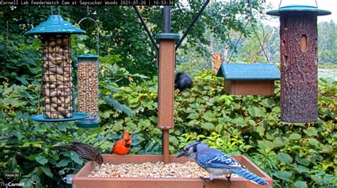 Cornell Feeders Live Report Wraps Up Bird Cams Lab – Bird Cams Lab