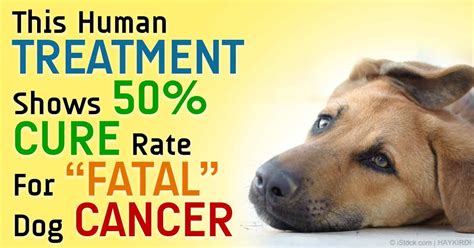 Steps Involved in a Canine Bone Marrow Transplant