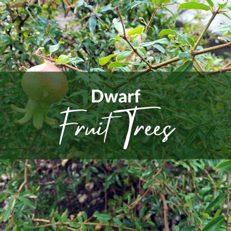 Dwarf Fruit Trees – ViNE Permaculture