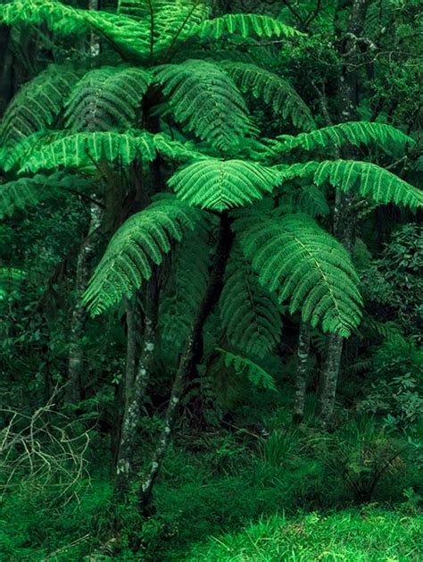 Tropical Rainforest Plants