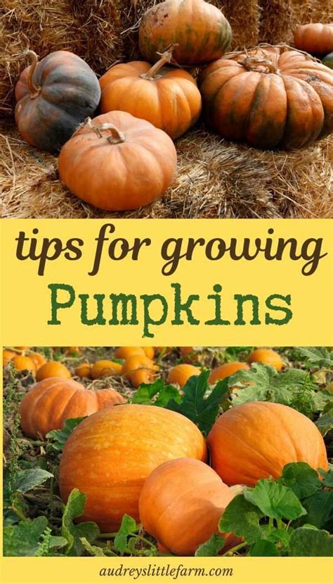 How to Grow Pumpkins Successfully - | Growing pumpkins, Pumpkin garden, Planting pumpkins