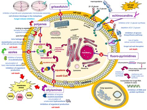 Action Mechanisms of Antifungal Drugs. Polyenes, azoles and allylamines ...