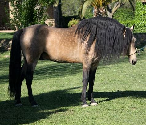 Pin on Horses, The Soul Dance