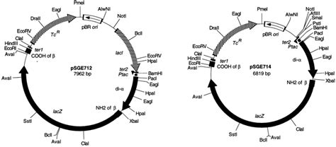 Medium-copy-number plasmids constructed for expression of a b-LacZ ...