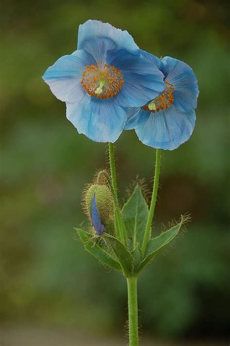 National flower of Bhutan - Blue Poppy | Symbol Hunt