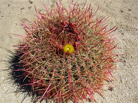 Plant Life of the Colorado Desert