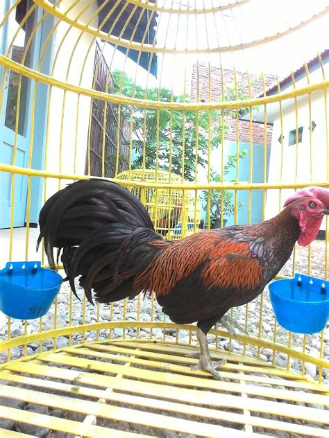 Kolase Ayam Betina Dari Biji Bijian - Gambar Kolase