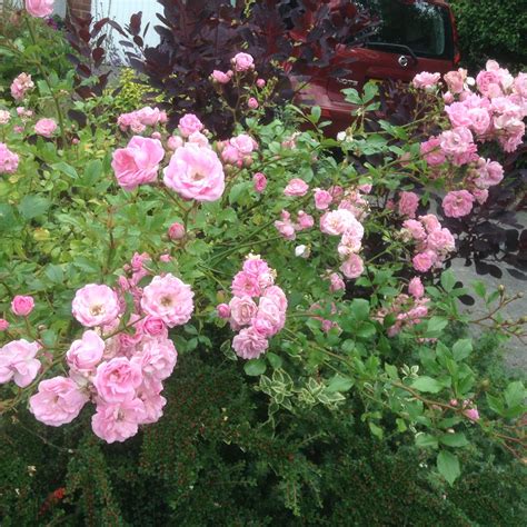 Miniature pink rambling rose garden shrub