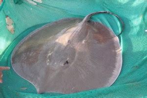 Giant Freshwater Stingray | Gillhams Fishing Resorts