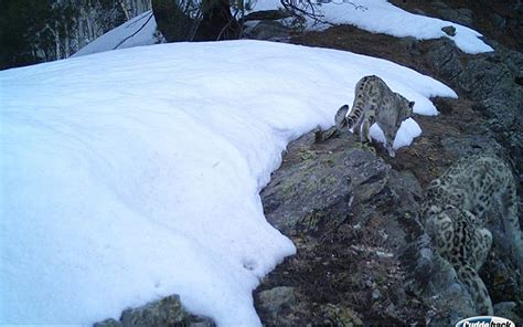 Camera trap confirms presence of snow leopard at Kishtwar National Park