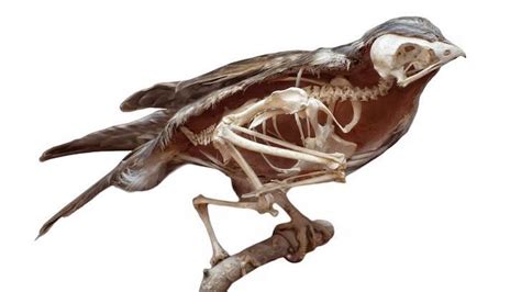 Do Birds Have Hollow Bones: The Surprising Reason