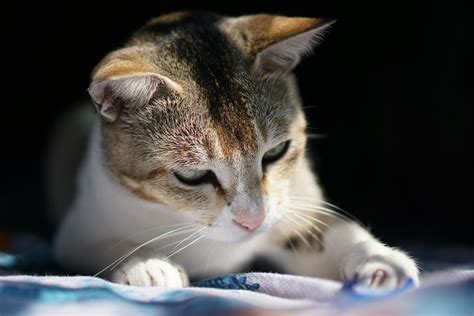 A Person Grooming a White Cat · Free Stock Photo